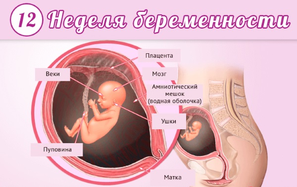 Как развивается плод по неделям беременности в картинках и описание. Ощущения женщины