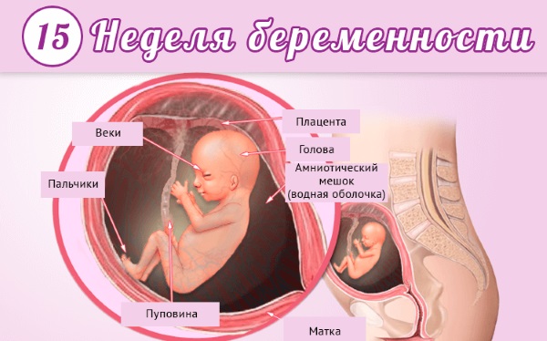 Как развивается плод по неделям беременности в картинках и описание. Ощущения женщины