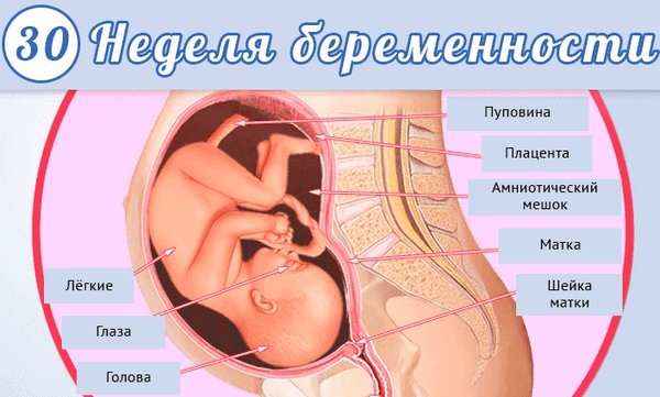 Как развивается плод по неделям беременности в картинках и описание. Ощущения женщины