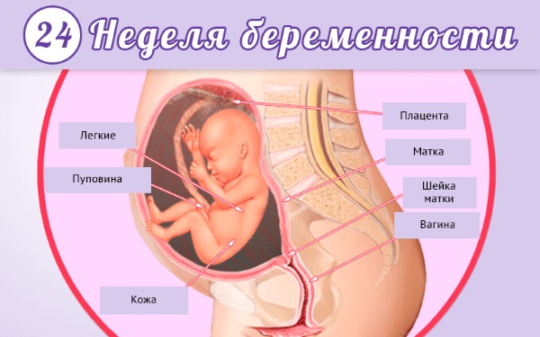 Как развивается плод по неделям беременности в картинках и описание. Ощущения женщины
