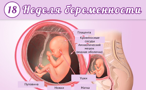 Как развивается плод по неделям беременности в картинках и описание. Ощущения женщины
