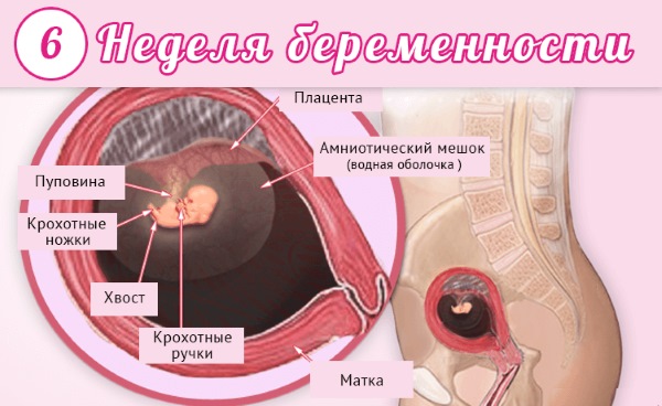 Как развивается плод по неделям беременности в картинках и описание. Ощущения женщины