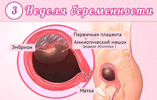 Как развивается плод по неделям беременности в картинках и описание. Ощущения женщины