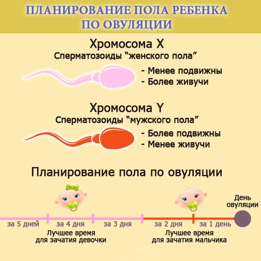 24 неделя беременности. Развитие плода, вес, рост, фото животов, что происходит