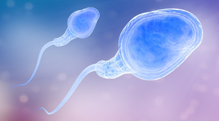 Сперматозоиды