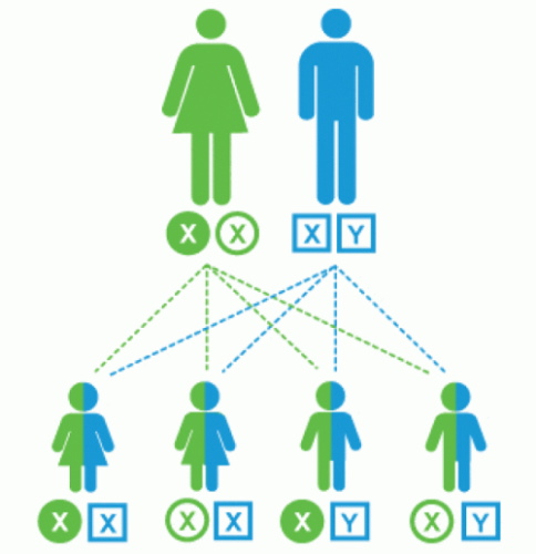 Как зачать девочку 100 процентов. Калькулятор по месяцу, крови, овуляции