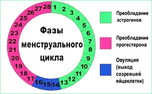 Как рассчитать день для зачатия, график, календарь овуляции для мальчика, девочки. Препараты и народные методы