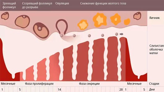 Как рассчитать день для зачатия, график, календарь овуляции для мальчика, девочки. Препараты и народные методы