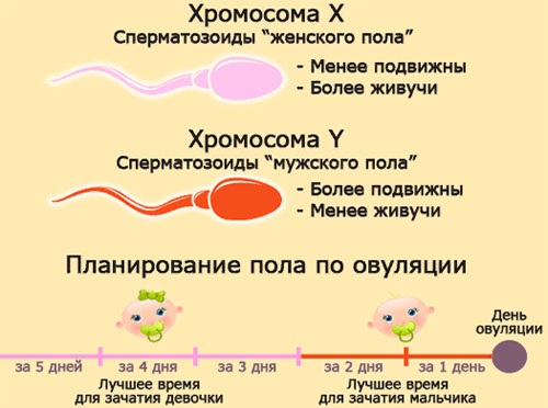 Как рассчитать день для зачатия, график, календарь овуляции для мальчика, девочки. Препараты и народные методы