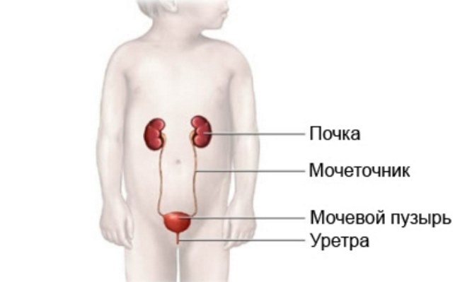 Когда приучать ребенка к горшку и как это делать после памперсов