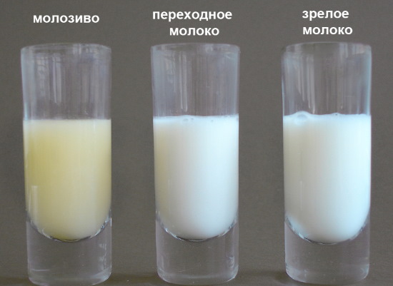 Кормление новорожденных грудным молоком. Количество, сколько раз в день, нормы и правила по времени