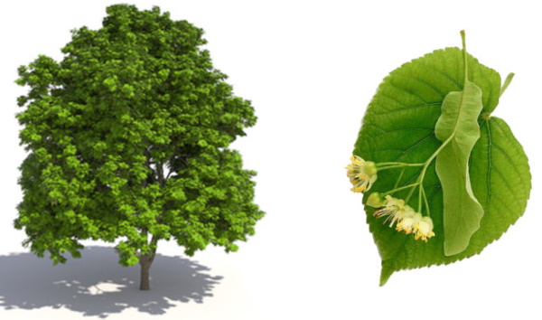 Лиственные деревья. Фото и названия для детей