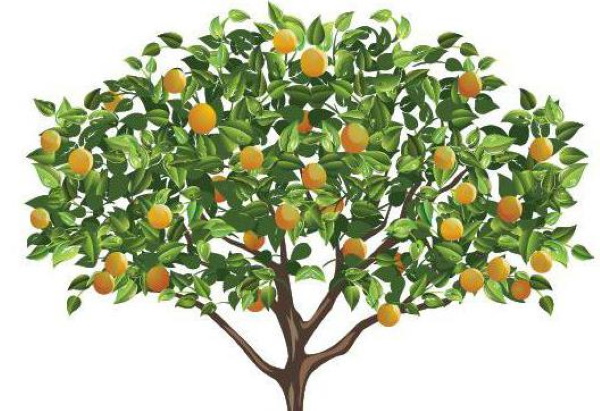 Лиственные деревья. Фото и названия для детей