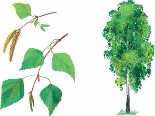 Лиственные деревья. Фото и названия для детей