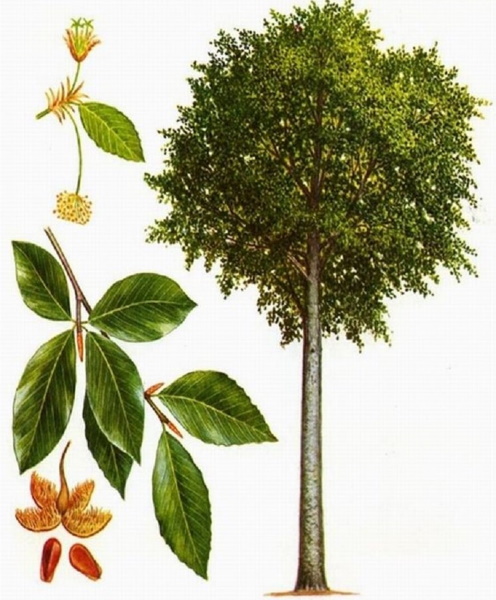 Лиственные деревья. Фото и названия для детей