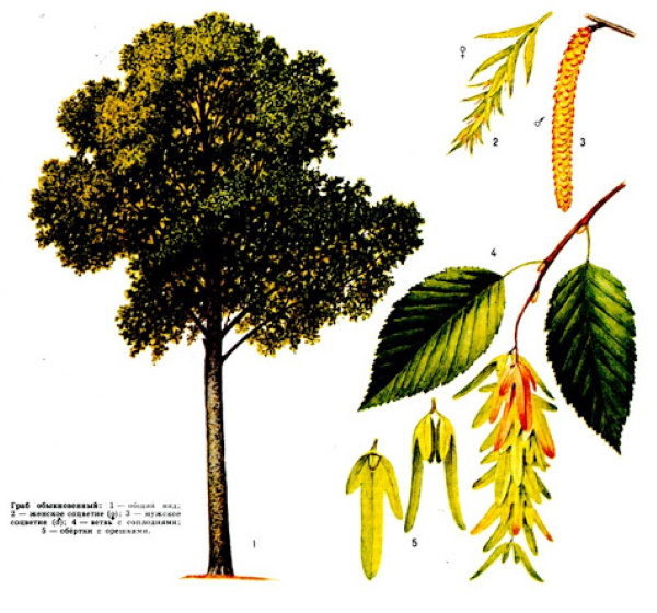 Лиственные деревья. Фото и названия для детей