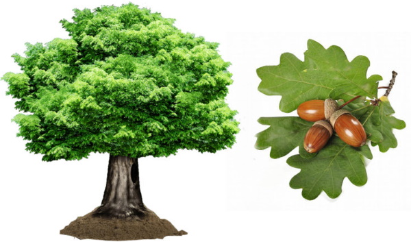 Лиственные деревья. Фото и названия для детей