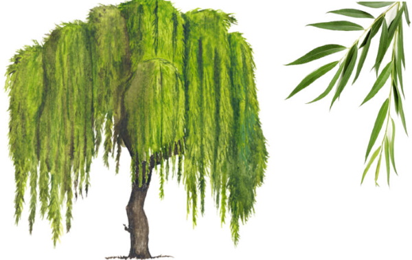 Лиственные деревья. Фото и названия для детей