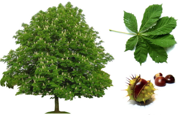 Лиственные деревья. Фото и названия для детей