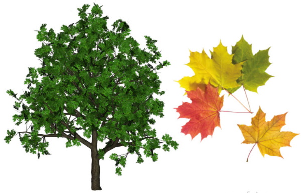 Лиственные деревья. Фото и названия для детей