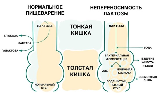 Лизобакт при грудном вскармливании: можно или нет, как принимать