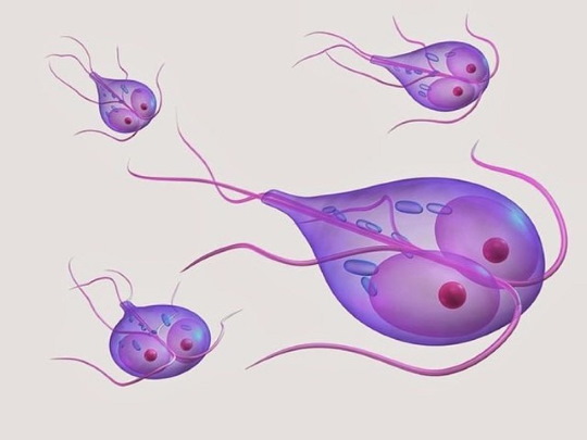 Лямблии у ребенка. Симптомы и лечение, диагностика, как определить