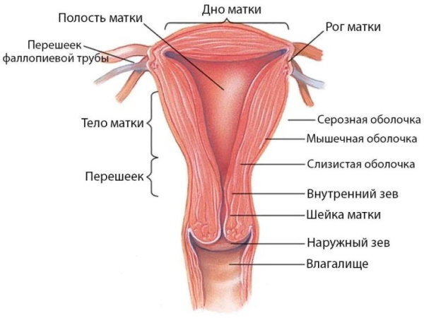 Матка при беременности на ранних сроках на ощупь. Размеры