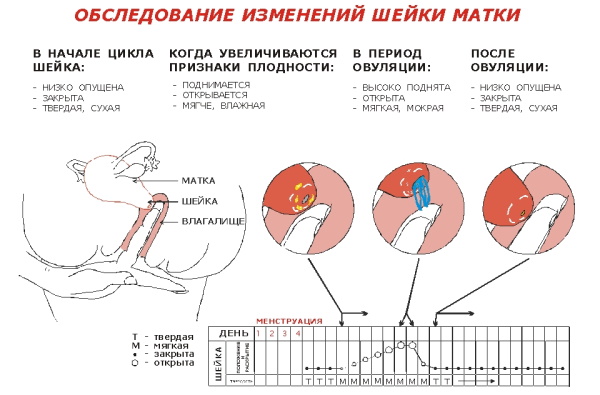 Матка при беременности на ранних сроках на ощупь. Размеры