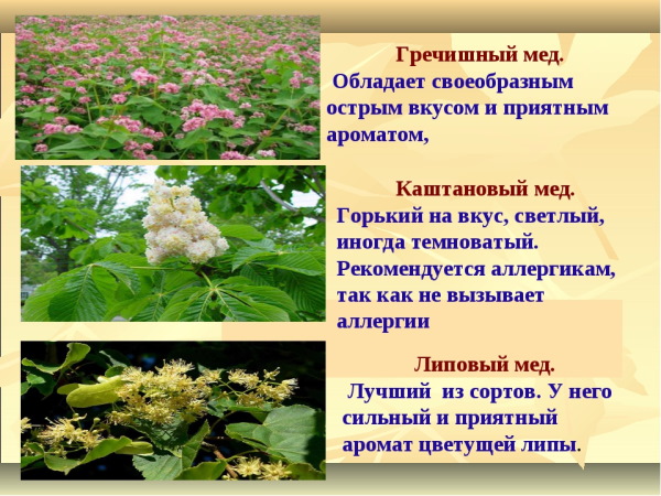 Мед при беременности 1-2-3 триместр. Можно или нет, польза, вред, противопоказания
