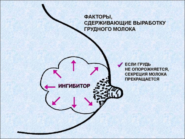 Медела (Medela) накладки для грудного вскармливания. Инструкция, размеры, где купить, как надеть, цены