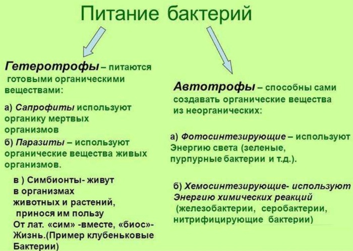 Микробы под микроскопом. Фото на руках, во рту, под ногтями. Какие бывают, как выглядят, презентация для детей
