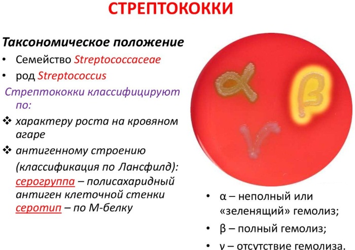 Микробы под микроскопом. Фото на руках, во рту, под ногтями. Какие бывают, как выглядят, презентация для детей