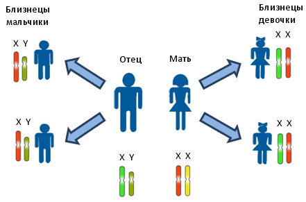 Монохориальная диамниотическая двойня. Что это такое, близнецы или двойняшки, развитие по неделям, как проходят роды
