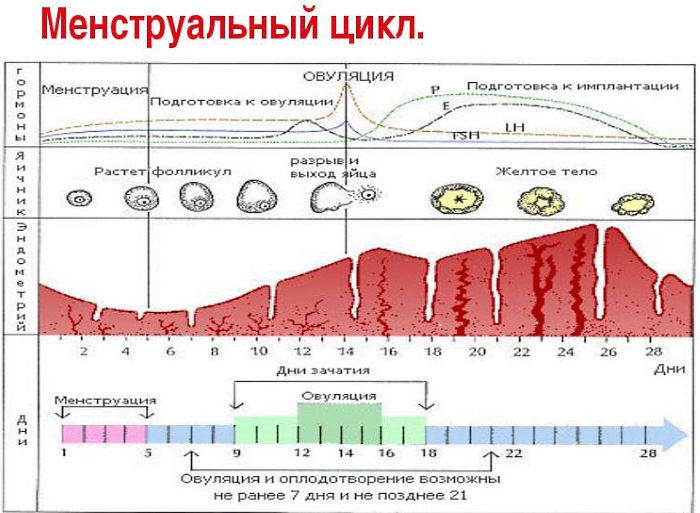 Можно ли забеременеть во время месячных, после, перед, в последний, первый, 2, 3 день, за неделю до. Как рассчитать вероятность