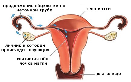 Можно ли забеременеть во время месячных, после, перед, в последний, первый, 2, 3 день, за неделю до. Как рассчитать вероятность