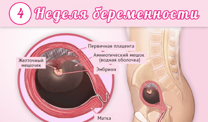 Недели беременности по месяцам, триместрам. Развитие плода, этапы