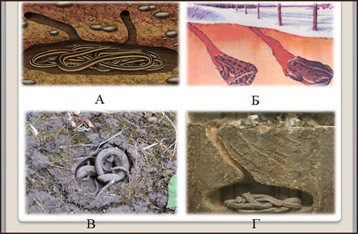 Невидимые нити в осеннем лесу. Презентация окружающий мир 2-3 класс. Конспект урока, схема