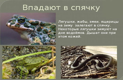Невидимые нити в осеннем лесу. Презентация окружающий мир 2-3 класс. Конспект урока, схема