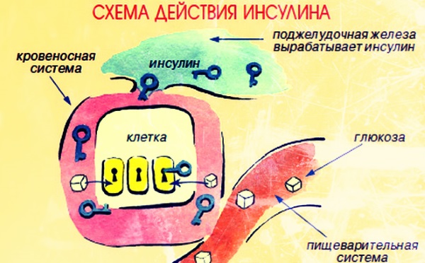 Норма глюкозы у беременных 1, 2, 3 триместр. Анализ мочи, крови, как сдавать, что показывает