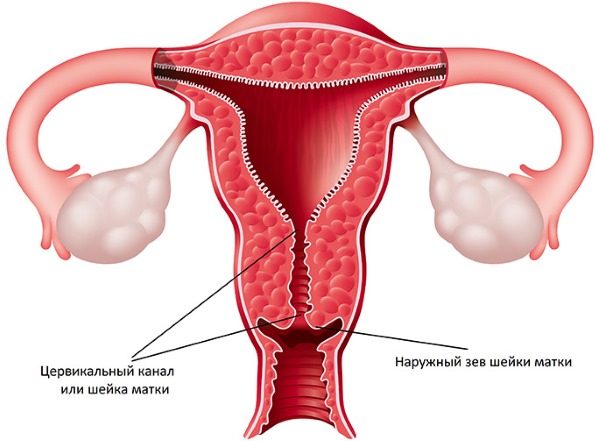 Норма цикла месячных у женщин, подростков. Сколько дней длится, как считать