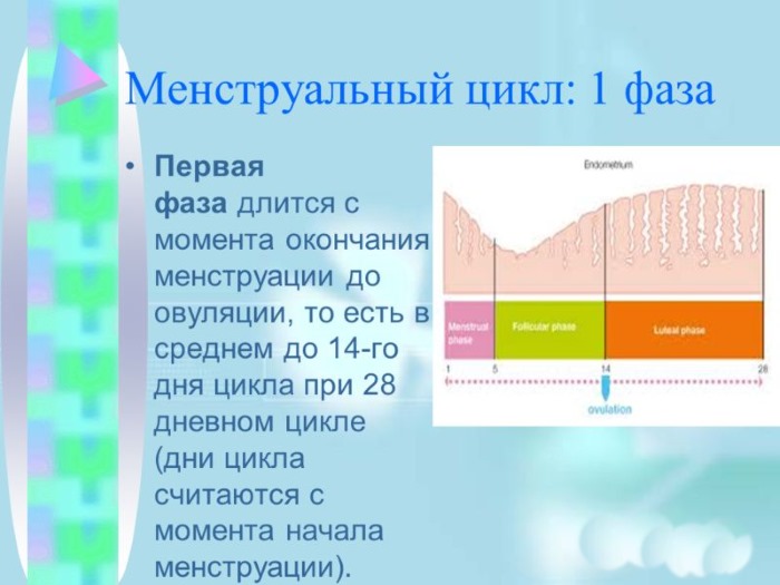 Норма цикла месячных у женщин, подростков. Сколько дней длится, как считать