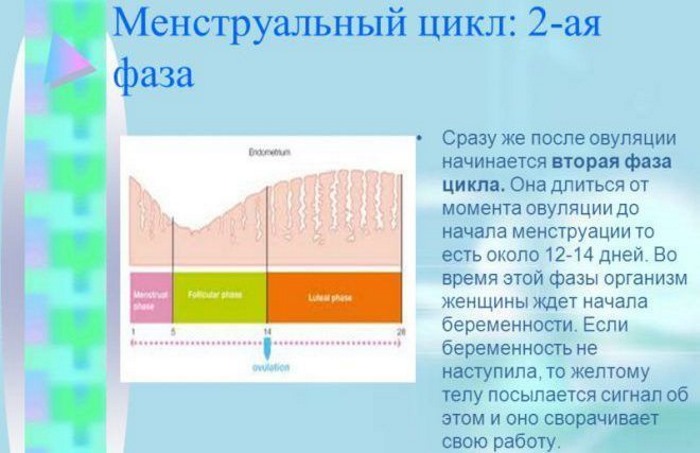 Норма цикла месячных у женщин, подростков. Сколько дней длится, как считать