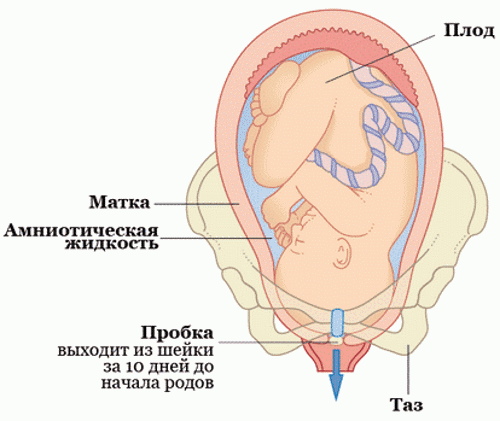 Опустился живот при беременности. Когда рожать у повторнородящих, первородящих, как определить, ощущения
