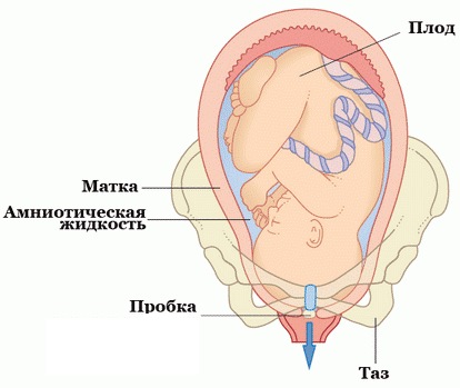 Отошла пробка. Когда начнутся роды. Признаки и ощущения, схватки у перво- и повторнородящих, особенности родов