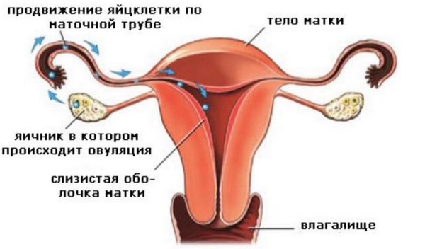 Овуляция у женщин: что это, когда наступает, сколько длится. Симптомы, ощущения, базальная температура, выделения. Как рассчитать день для зачатия, стимуляция
