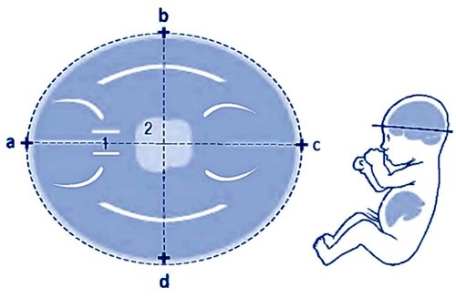 Первый скрининг при беременности. Как делают, сроки, что показывает, как подготовиться, нормы расшифровка УЗИ, опыт женщин на форумах