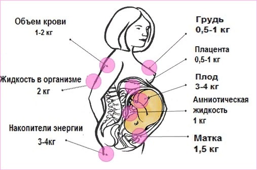 Питание во время беременности 1, 2 ,3 триместр. Здоровый рацион на каждый день