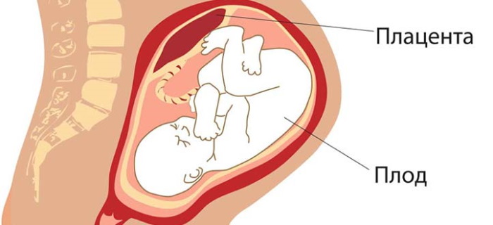 Плацента 0-1-2-3 степени зрелости: что значит, как определить