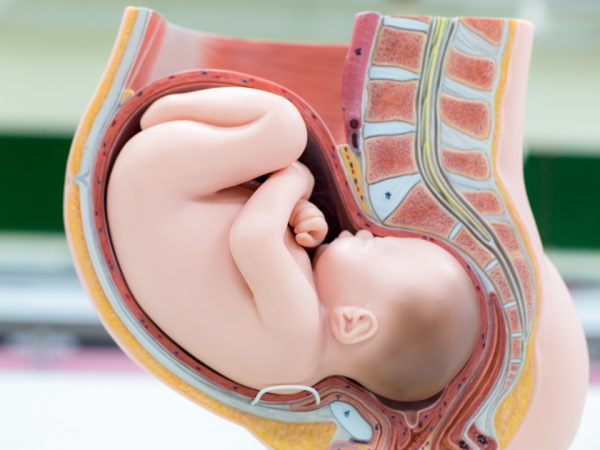 Плацента 0-1-2-3 степени зрелости: что значит, как определить