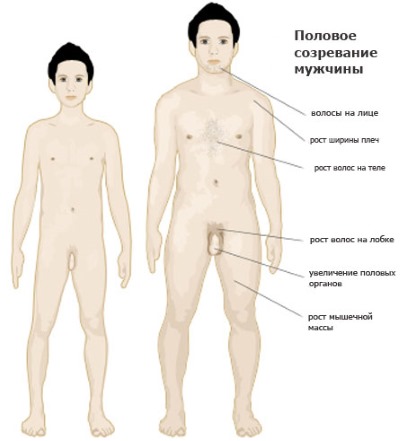 Дифференциация в психологии. Что это, определение, примеры